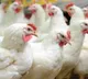 Bird Flu identified in Maharashtra