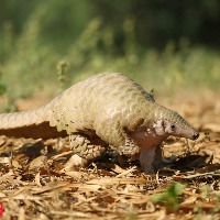 World Pangolin Day: India tops seizure incidents' list