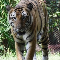 SBI adopts 15 tigers at Hyderabad Zoo for a year