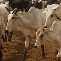 Tension in Hyderabad's Karmanghat over transportation of cattle