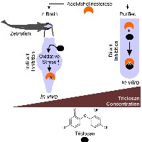 IIT Hyd researchers find antioxidants prevent damage caused by Triclosan in toothpaste, soap