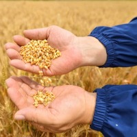 Ukraine effect: Domestic wheat, sunflower oil prices set to rise