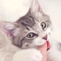 Two women died due to cat bite after two months in krishna district