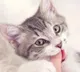 Two women died due to cat bite after two months in krishna district