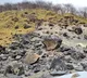 Killing Stone in Japan split wide open