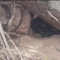 Huge Pythons spotted in a cave