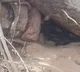 Huge Pythons spotted in a cave