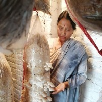 In Udhampur, one woman's success story in mushroom cultivation inspires others to follow suit
