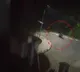 Bear enters into Sathavahana University Campus
