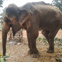 Elephant tramples woman to death in Dudhwa reserve