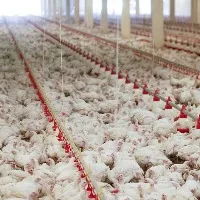 Chicken rates sky rockets in AP and Telangana