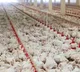 Chicken rates sky rockets in AP and Telangana