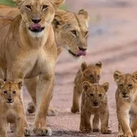 Gir lost 283 lions in 2 years Gujarat government