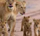 Gir lost 283 lions in 2 years Gujarat government