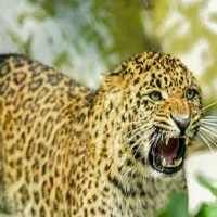 Man fight with leopard for save sister in law life