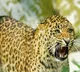 Man fight with leopard for save sister in law life