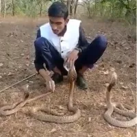 Youth stunts with 3 cobras ended very badly