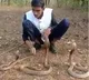 Youth stunts with 3 cobras ended very badly