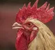 chicken rates in telangana