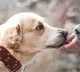 dog seemantam in tamilnadu