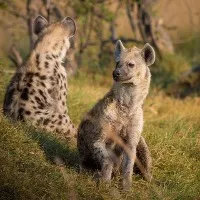 Animals and bird species mutual transfer between Visakha and Tirupati Zoo Parks