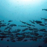Tropical fish moving south as oceans heat up, shows Aussie research