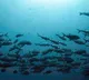 Tropical fish moving south as oceans heat up, shows Aussie research