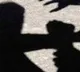 Hunt for Virudhunagar Rape Case accused