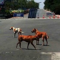 Over 100 stray dogs poisoned in Telangana village