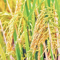 War Of Words Among Rahul and Kavita and Revanth Over Paddy Procurement