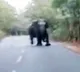 Elephants attack bikers in Tirumala Papavinasam