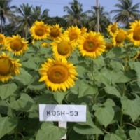 Govt to promote sunflower production in country
