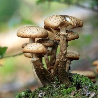 Eating more mushrooms may be good for your gut health