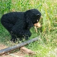 Telangana farmer's innovative trick to protect crops