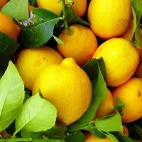 Lemon Rates compete to apple rates in nellore dist