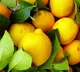 Lemon Rates compete to apple rates in nellore dist