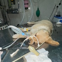 Plastic ice-cream spoon swallowed by pup extricated by vets
