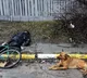 Dog refuses to leave side of owners body in Kyiv