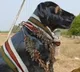 Tamilnadu man built temple for his dog