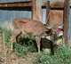 Zombie Disease Spreads Among Deers In Canada