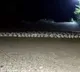 30 ft long snake spotted crossing road in Odishas Nabarangpur