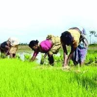 IMD forecasts normal rainfall during this monsoon season
