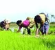 IMD forecasts normal rainfall during this monsoon season