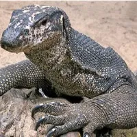 Bengal monitor lizard raped in Maharashtra Officials arrested 4 Hunters