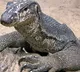 Bengal monitor lizard raped in Maharashtra Officials arrested 4 Hunters