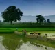 IMD predictions on monsoon season