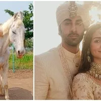 Animal welfare NGO names rescued stallion, mare after Ranbir, Alia