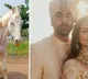Animal welfare NGO names rescued stallion, mare after Ranbir, Alia