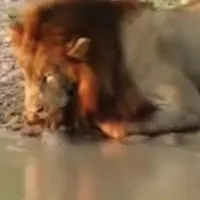 Bold Tortoise Annoys Lion