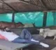 Photo of Kodali Nani taking rest in cattle barn is going viral